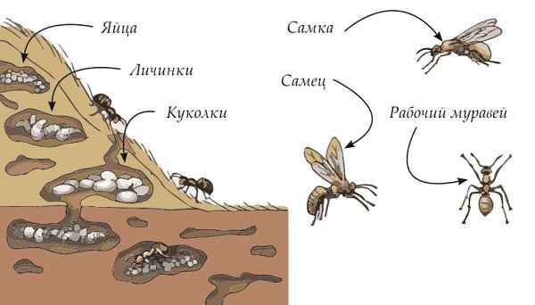 На фото описано про муравейник и развитие муравьев